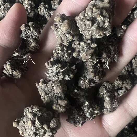淮滨县中草药猫爪草水洗二遍精品、品质很好价钱实惠
