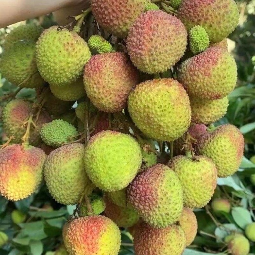 广东阳江阳西县玉荷包荔枝新鲜采摘产地直发现做现发