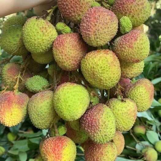 阳西县广东阳江阳西县玉荷包荔枝新鲜采摘产地直发现做现发