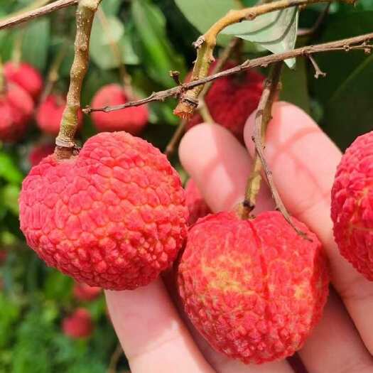 本农场有一千多亩的荔枝生态种植基地，品种齐全、品质优良。