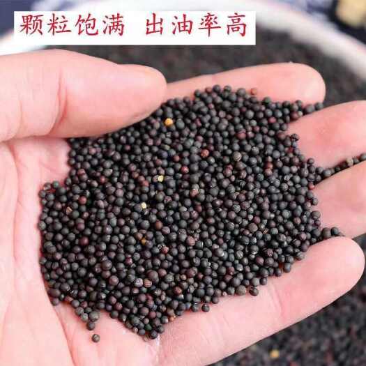 秦安县油菜籽新品冬菜籽种子