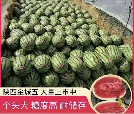 金城5号西瓜  ［产地直供］陕西渭南万亩金城五号西瓜大量上市