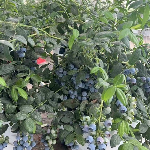 河南郑州中牟县优质种植大棚可定制适配多种作物生长需求