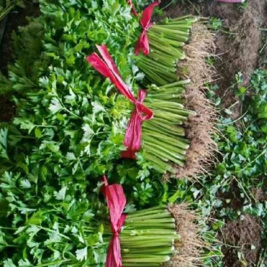 凌海市辽宁锦州香芹 当日直发 批发价供电商平台，产地直发 全国发货
