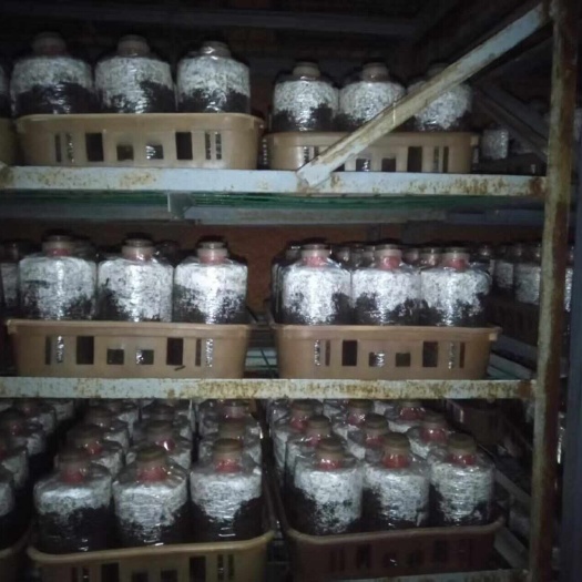 高青县大量供应食用菌菌棒