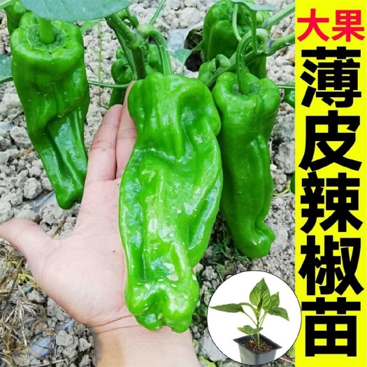 沭阳县薄皮椒辣椒苗青皮辣椒椒苗四季庭院户外阳台种植不辣带土薄皮辣椒