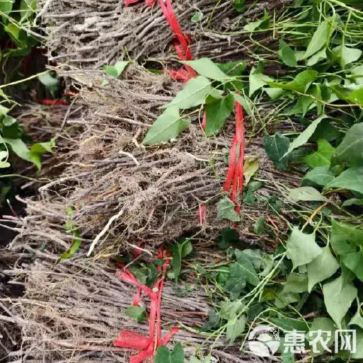 成都四川成都供应优质何首乌种苗适种范围广成活率高