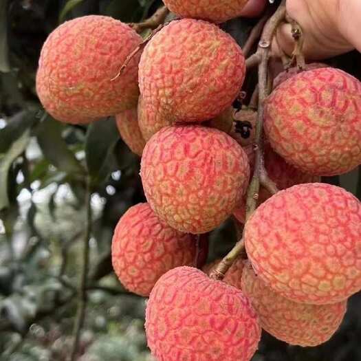 高州市高州荔枝