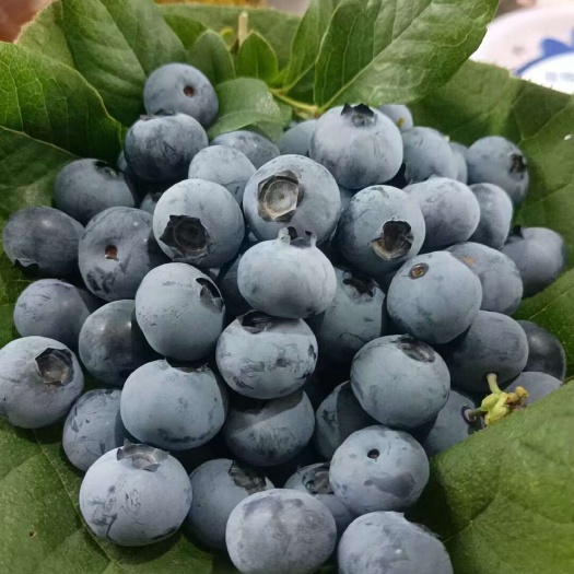 新鲜蓝莓