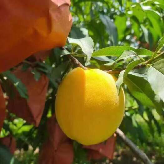 长沙黄桃，自家种植，味道香甜可口