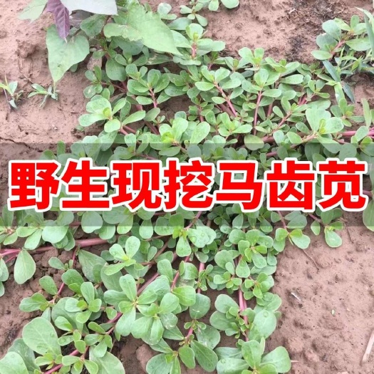 莘县山东产地直销/新鲜马齿苋野菜现挖马蜂菜蚂蚱菜长寿菜带根五行草