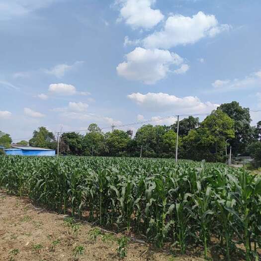 彭州市四川成都彭州新鲜水果玉米甜糯可口现摘现发