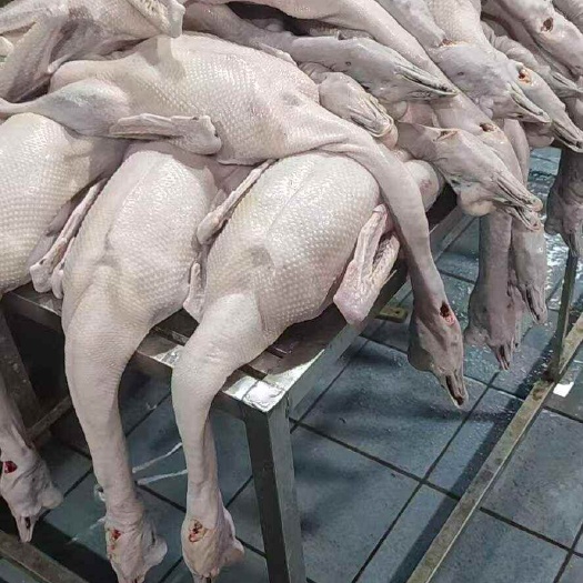 黑棕鹅养殖冰鲜冻品批发