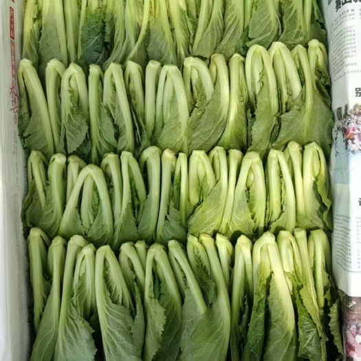 云南芥菜苗，高原小芥菜，嫩苗菜， 爽脆鲜甜风味浓郁，非种苗