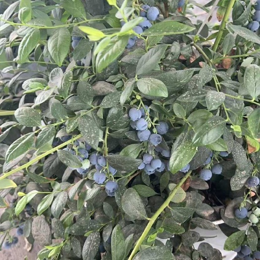 河南郑州新鲜蓝莓浆果现摘现发天然甜味充足