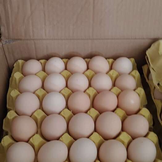 馆陶县精品大码粉蛋