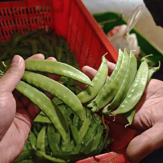 昆明【豌豆】荷兰豆 大量上市 产地直供 质量保证 欢迎致电