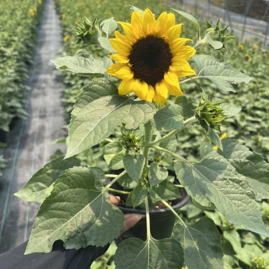 嘉善县多头向日葵无限阳光向日葵永恒阳光向日葵光辉岁月向日葵基地直出
