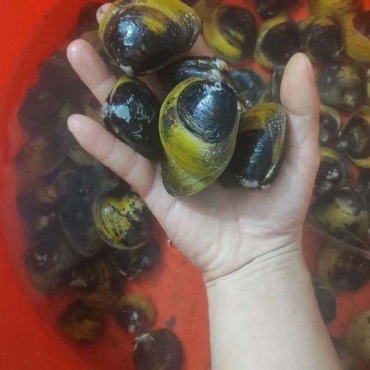晋江市纯黄金蚬个大味道鲜美
