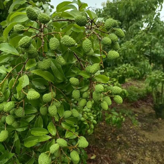 高州市仙进奉荔枝预售中，六月下旬