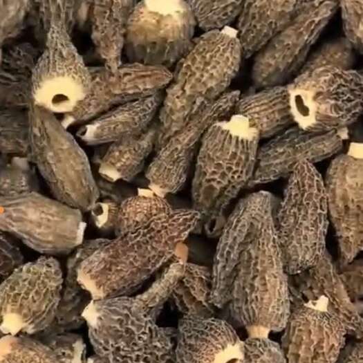 金堂县头茬光帽七妹5.5-6