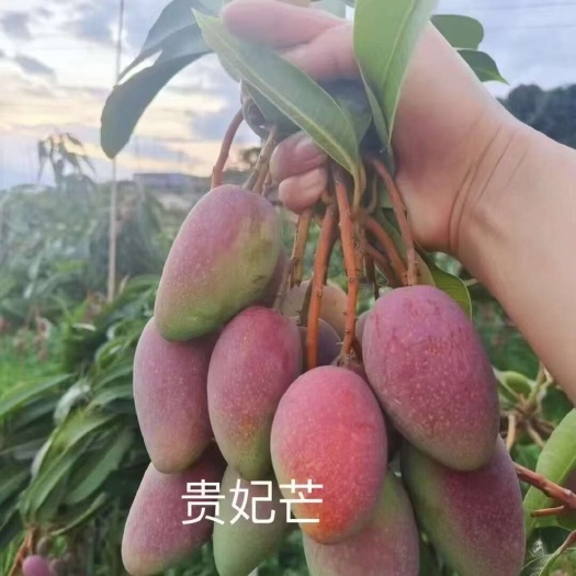 永德县贵妃芒