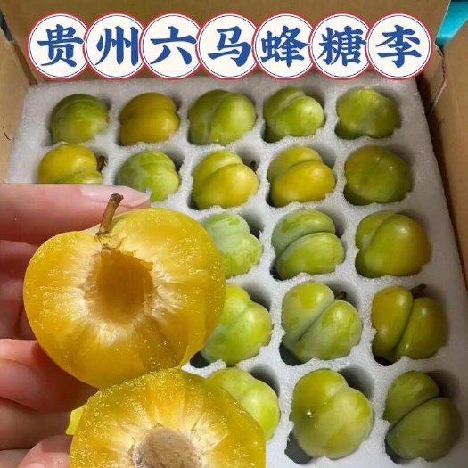 镇宁县六马蜂糖李