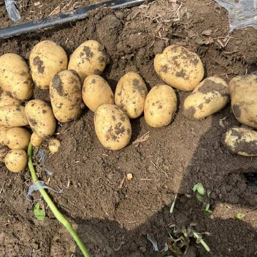 通许县河南开封沃土5号土豆新鲜出土根茎类蔬菜批发零售