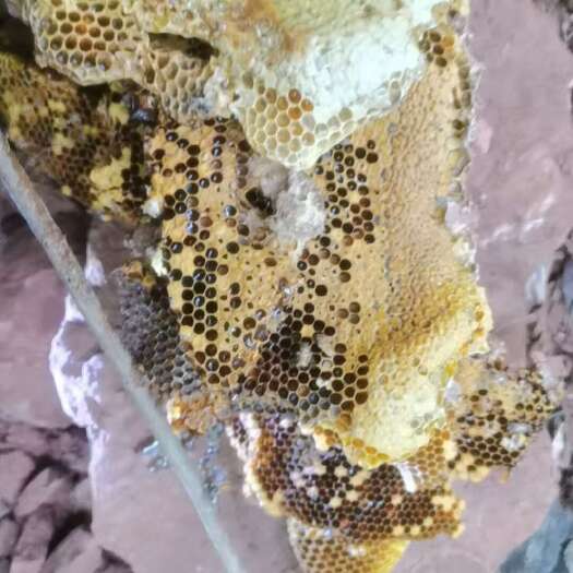扶绥县野生蜂蜜