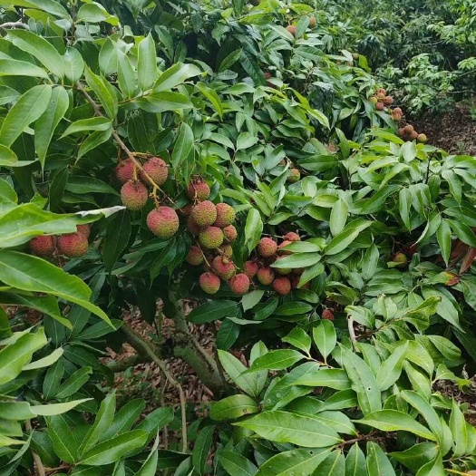 灵山县广西灵山荔枝（产地直供）