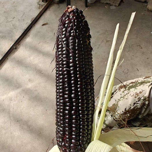 泰安黑玉米
