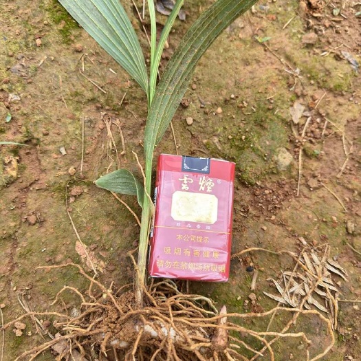 文山市云南文山紫花白芨苗 品质种苗药材源头供应
