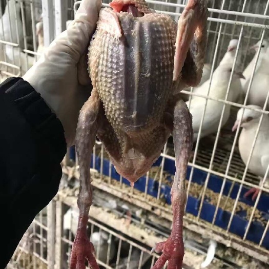 清远真正老鸽到货，煲汤2小时肉都炖不烂的，清润滋补