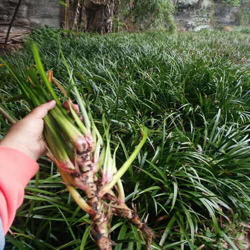 营山县石菖蒲红根大叶苍蒲包邮