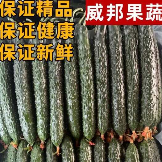 寿光市山东寿光黄瓜精品黄瓜，超市电商各大市场赶集货欢迎咨询