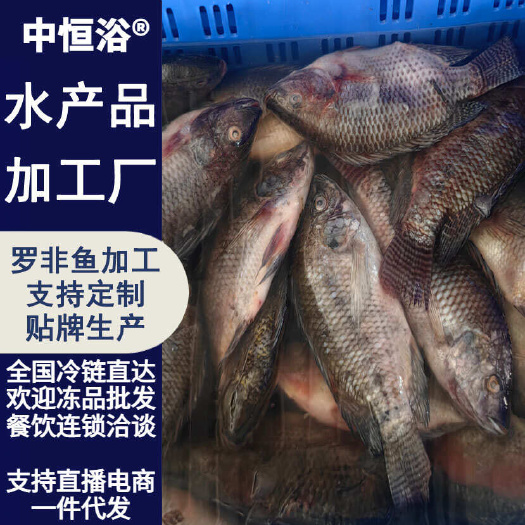新鲜加工三去罗非鱼 7斤装去鳞去鳃去内脏商业速冻水产冻品批发