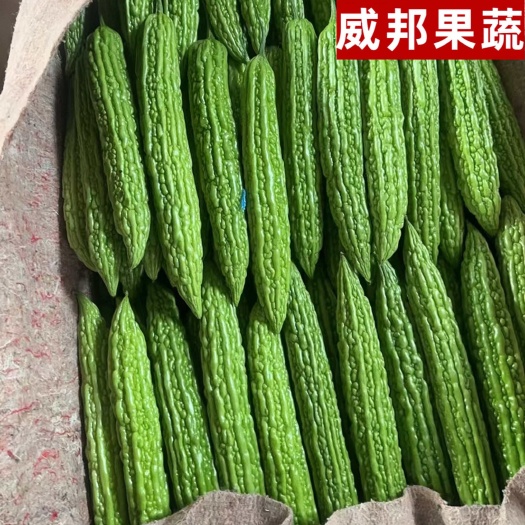 寿光市山东寿光苦瓜精品苦瓜超市、电商、各大市场、赶集、微商欢迎致电