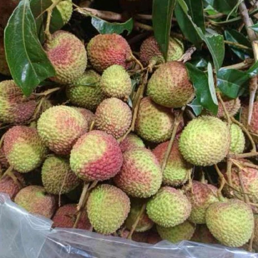 台山市妃子笑荔枝、可卖可包