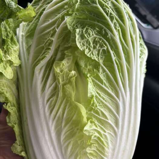 威宁县贵州威宁新鲜白菜 绿色健康叶菜类蔬菜 直发批发