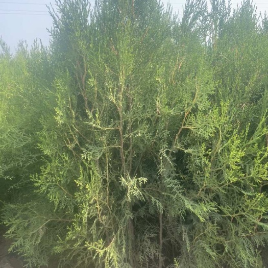 青州市13杯苗侧柏不烧堂不脱腿量大需要的联系