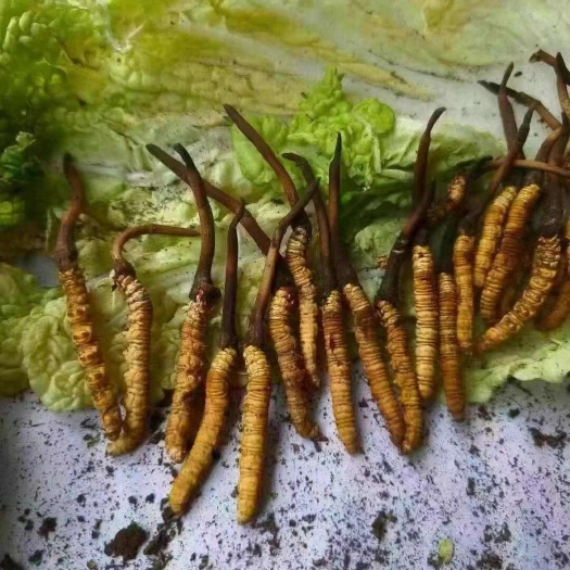 玉龙县鲜虫草大量上市