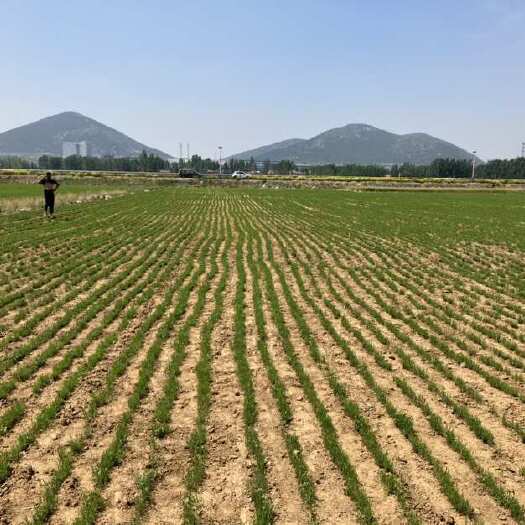新泰市徐长卿自己基地种植，自己加工，质量保证