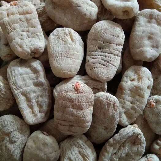 彝良县云南昭通小草坝天麻