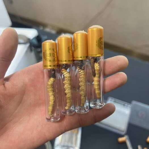 西宁端午反馈，1.0克精品小黄芽，满100根送礼盒一罐藏红花