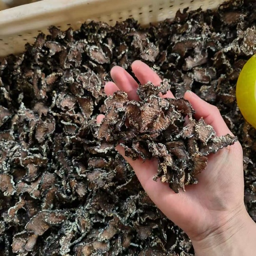 鱼台县核桃菌切片 精品新货～大量货