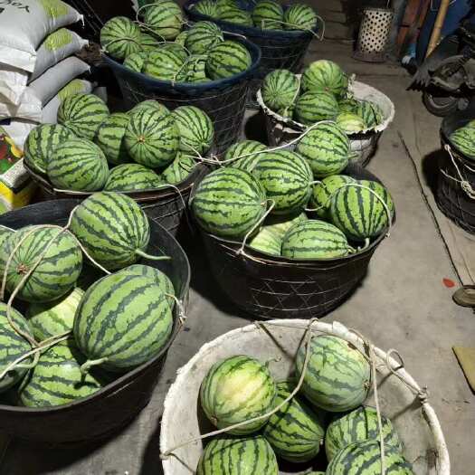 嘉兴8424精品麒麟瓜，产地在嘉兴南湖