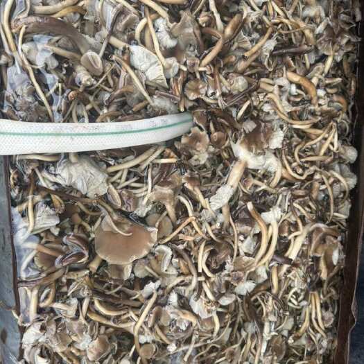 成都茶树菇盐水菌