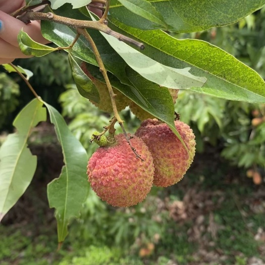 阳西县妃子笑荔枝