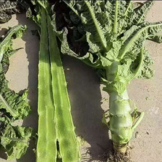 永登县高原夏菜优质红莴笋