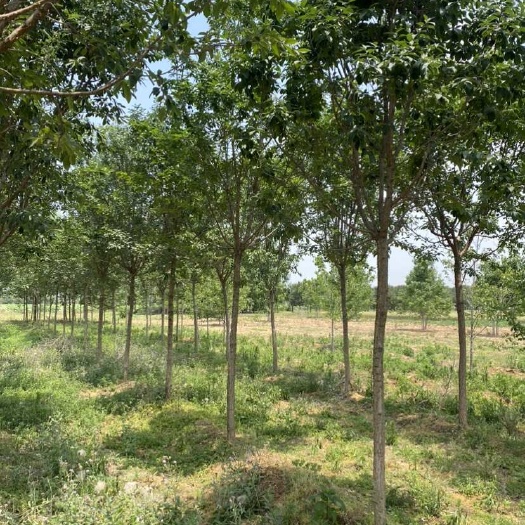 郯城县流苏，又名油根子，山东基地大量清地处理